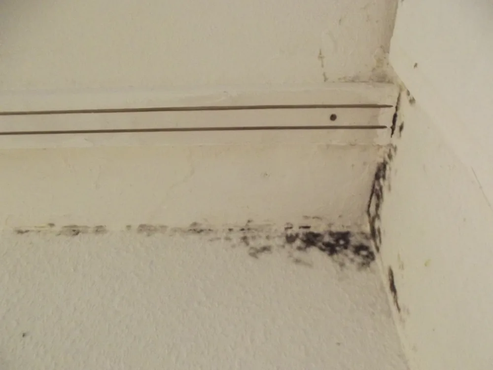 Technician in protective gear removing a mold-damaged wall in a Glen Carbon home